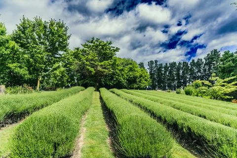 Green Shrub Rows Under Dramatic Summer Sky Foto stock