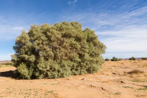Green shrub in the Sahara Stock Photos