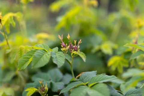 Green shrub with small budding pink flowers in soft natural light Stock Photos