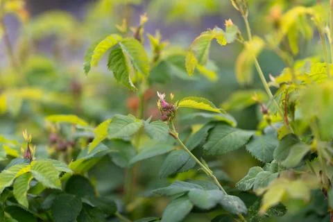 Green shrub with small budding pink flowers in soft natural light Stock Photos