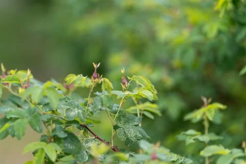 Green shrub with small budding pink flowers in soft natural light Stock Photos