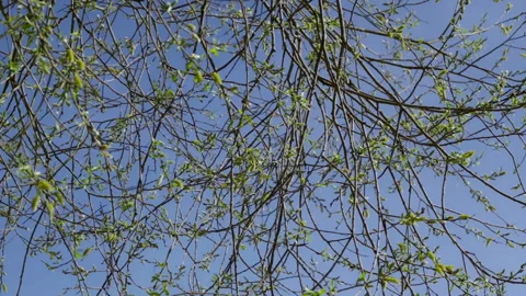 Green shrub in spring with small leaves Stock Footage 271143764
