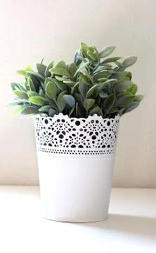 Green Shrub in White Decorative Vase Stock Photos