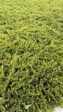 Green shrubbery with dense foliage creating a textured background for natur.. Foto stock