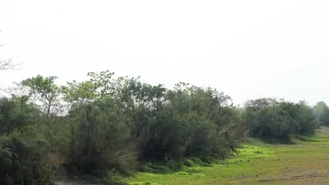Green shrubs and trees in open landscape under bright clear sky Video stock 331276835