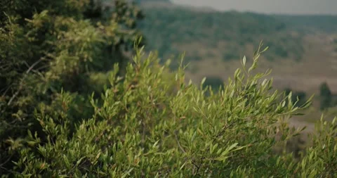 Green Shrubs on Hillside with Blurred Mountain Landscape Background Soothing Stock Footage 332291579