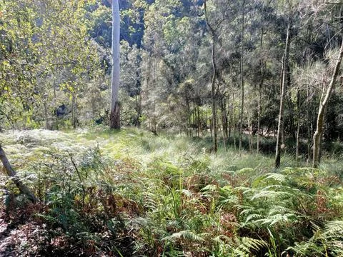 Green Shrubs Stock Photos