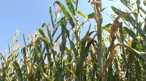 Green silage maize plants Stock Footage 35705268