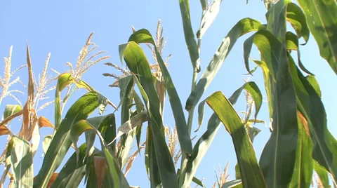 Green silage maize plants low angle shot Stock-Footage 35706863