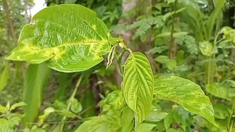 The green silence behind the lush leaves. Видео 333820005