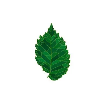 Green silhouette elm tree leaf isolated on white background Stock Illustration