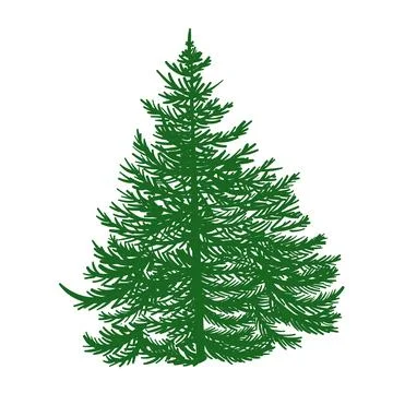 Green silhouette of pine tree. Forest isolated on white background. coniferous Stock Illustration