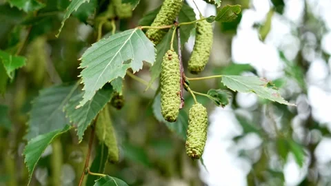 Green silver birch catkins hanging from slender branches Stock Footage 338343568