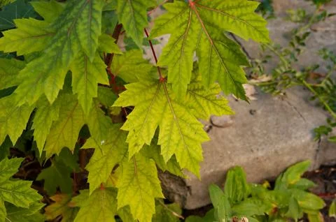 Green silver maple leaf with red vein growing on branch. Fresh foliage with.. Stockfoto's