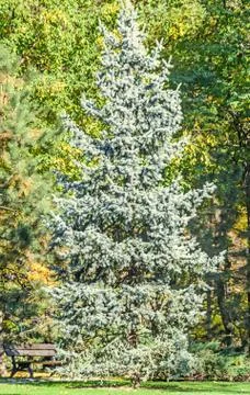 Green silver pine tree in autumn time, orange yellow leaves Stock Photos