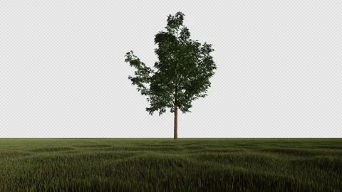 Green single tree against blue sky, Alpha Channel, 4K  Stock Footage 201146984