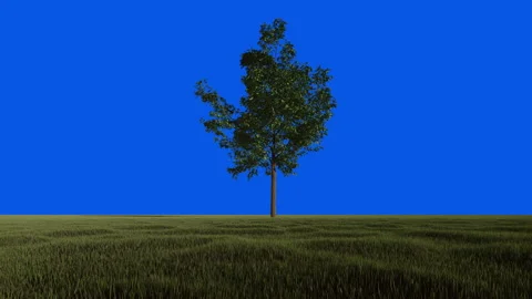 Green single tree against blue sky, Blue Screen Chromakey, 4K  Stock-Footage 229624544