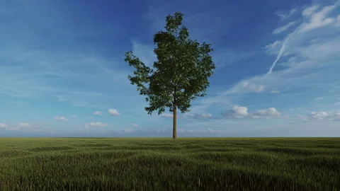 Green single tree against blue sky, Luma Matte attached, 4K Stock-Footage 232470007