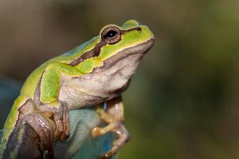 Green sitting frog Stock Photos