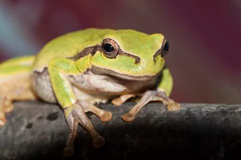 Green sitting frog Stock Photos