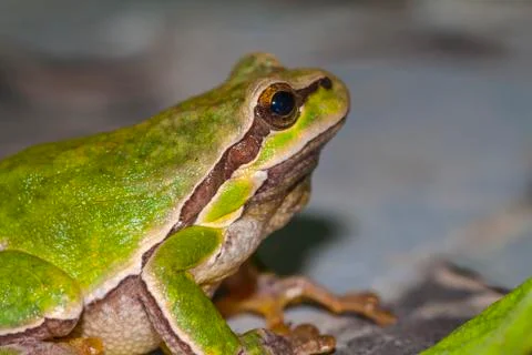 Green sitting frog Stock Photos