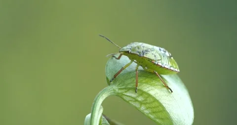 Green Skunk Stock Footage 331936793