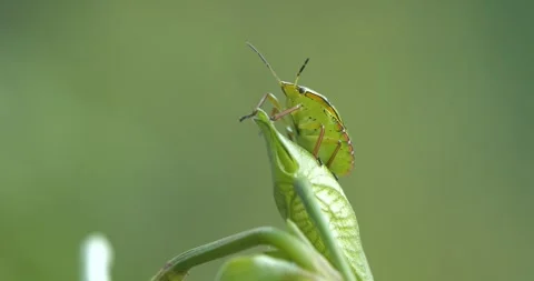 Green Skunk Stock-Footage 332599381