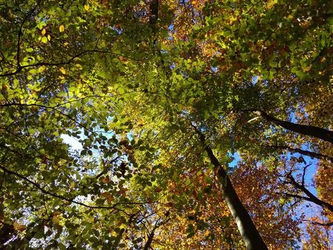 Green sky Stock Photos