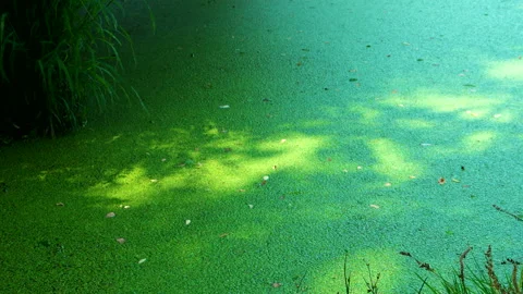 Green slime from algae in lake Stock Footage 100564175