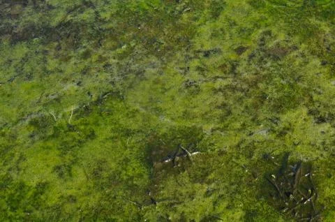 Green slime background Stock-Fotos