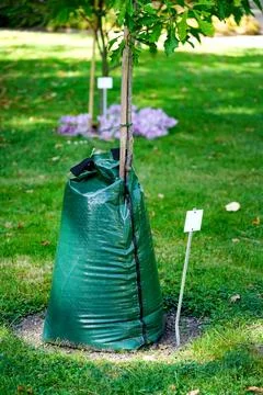Green slow release tree watering bag for irrigation on young tree Stock-Fotos