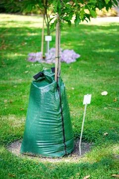 Green slow release tree watering bag for irrigation on young tree Stock-Fotos