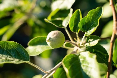 Green small apple on the spring tree . Stock Photos