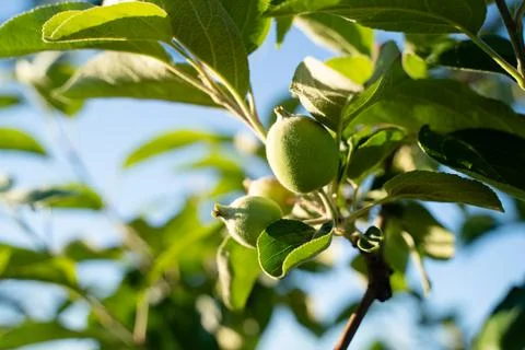Green small apple on the spring tree . Stock Photos