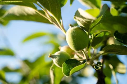 Green small apple on the spring tree . Foto stock