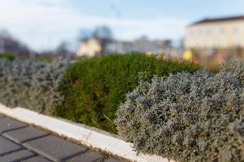Green small bushes of rounded shape decorating urban park Stock Photos