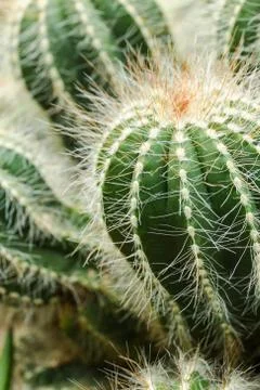 Green small cactus Foto stock