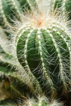 Green small cactus Stock Photos
