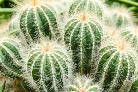 Green small cactus Stock Photos