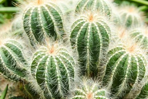 Green small cactus Stock Photos