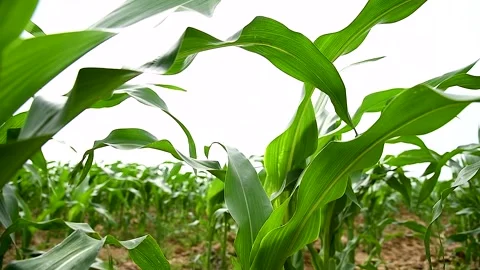 Green small corn sprouts in cultivated agricultural field. Stock Footage 252519734