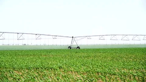 Green small corn sprouts in cultivated agricultural field. Stockbeeldmateriaal 254338465
