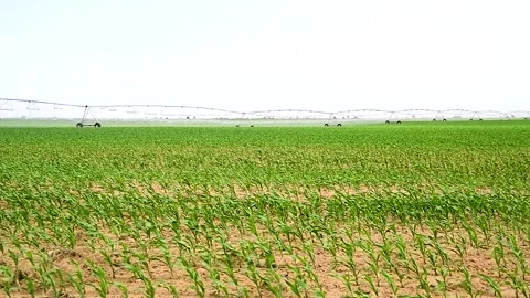Green small corn sprouts in cultivated agricultural field. Vídeo Stock 255444794