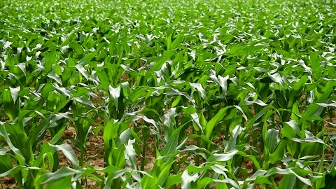 Green small corn sprouts in cultivated agricultural field. Vidéo 255444795