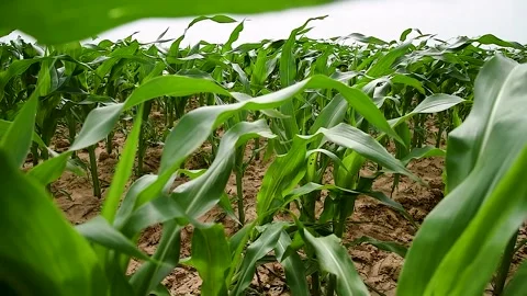 Green small corn sprouts in cultivated agricultural field. Stock Footage 255444808