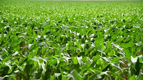 Green small corn sprouts in cultivated agricultural field. Stock Footage 310053188