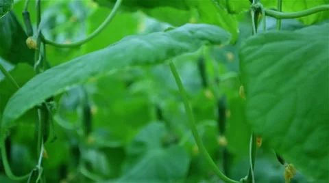 Green small cucumbers in greenhouse 動画素材 64938653