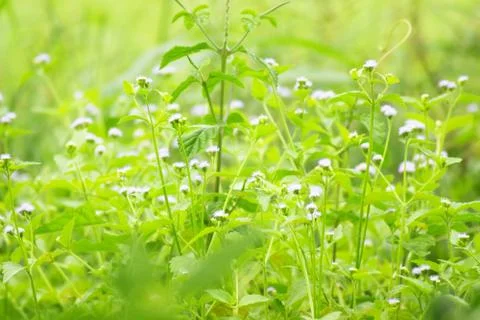 Green with small flowers Stock Photos
