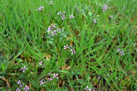 Green small greenery, grass, small flowers, meadow. Stock Photos