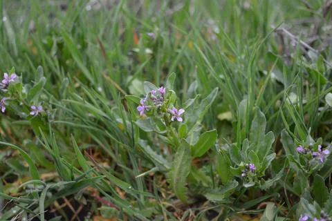 Green small greenery, grass, small flowers, green meadow. Stock Photos
